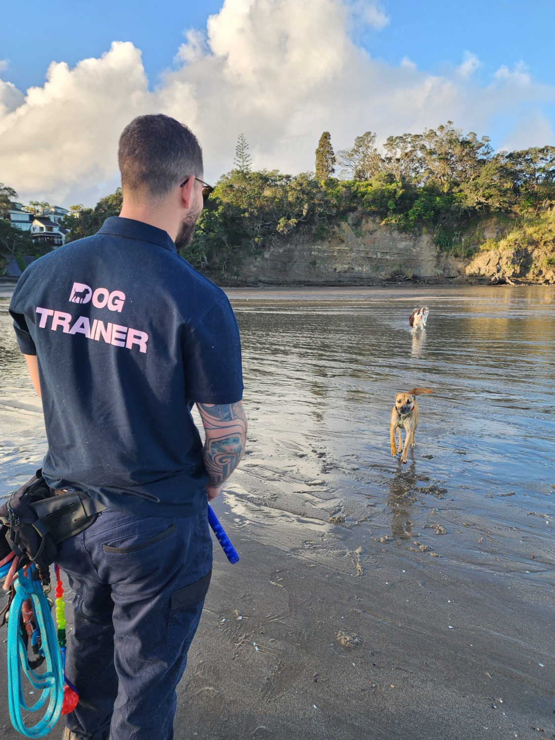 Dog Trainer in Auckland